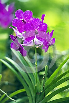 Beautiful blooming orchids in their natural enviro