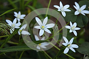 Beautiful blooming Ornithogalum - wild white flowers