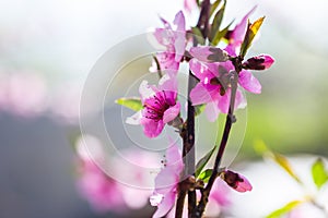 Beautiful blooming peach trees in spring on a Sunny day. Soft focus, natural blur