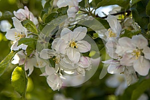 Beautiful blooming pear tree branches with white