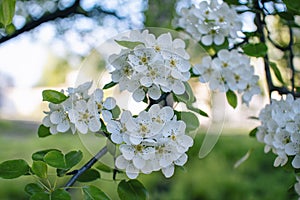 Beautiful blooming pear tree branches with white flowers