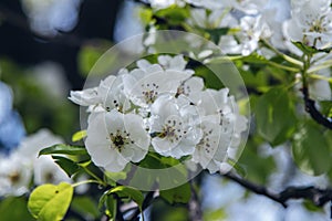 Beautiful blooming pear tree branches with white flowers