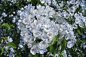 Beautiful blooming pear tree branches with white flowers and buds