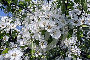 Beautiful blooming pear tree branches with white flowers and buds growing in a garden