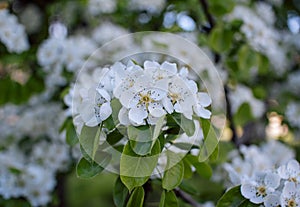 Beautiful blooming pear tree branches with white flowers and buds growing in a garden