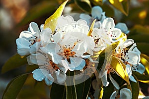 Beautiful blooming pear tree close-up