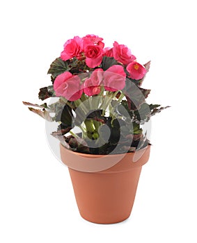 Beautiful blooming pelargonium flower in pot on white background