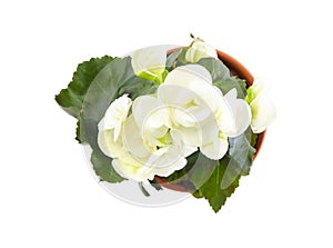 Beautiful blooming pelargonium flower in pot on white background, top view