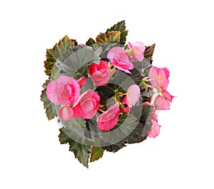 Beautiful blooming pelargonium flower in pot on white background, top view