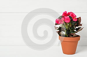 Beautiful blooming pelargonium flower in pot on white wooden table, space for text