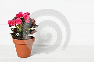 Beautiful blooming pelargonium flower in pot on white wooden table, space for text