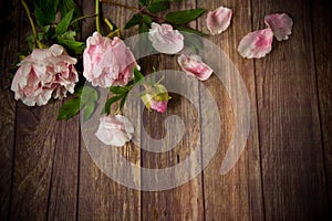 Beautiful blooming peonies with petals on a wooden table