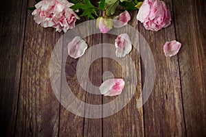 Beautiful blooming peonies with petals on a wooden table