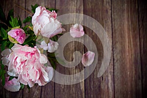 Beautiful blooming peonies with petals on a wooden table