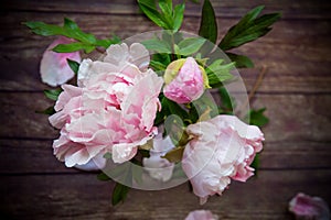 Beautiful blooming peonies with petals on a wooden table