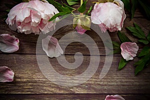 Beautiful blooming peonies with petals on a wooden table