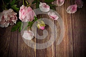 Beautiful blooming peonies with petals on a wooden table