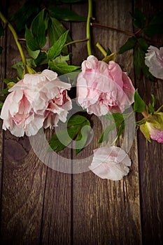 Beautiful blooming peonies with petals on a wooden table