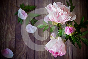 Beautiful blooming peonies with petals on a wooden table