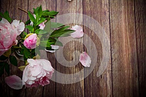 Beautiful blooming peonies with petals on a wooden table