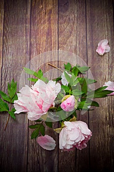 Beautiful blooming peonies with petals on a wooden table