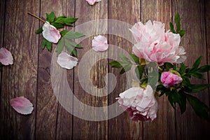 Beautiful blooming peonies with petals on a wooden table