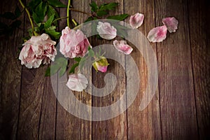 Beautiful blooming peonies with petals on a wooden table