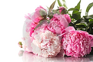 Beautiful blooming peonies photo