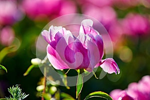 The beautiful blooming peony