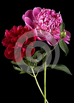 Beautiful blooming peony flowers on black background. Wonderful bouquet of bright peony