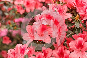 Beautiful blooming pink Azalea bushes