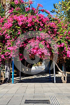 Beautiful blooming pink bougainvillea in park