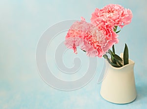 Beautiful blooming of pink carnation flowers