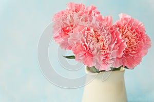 Beautiful blooming of pink carnation flowers