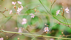 Beautiful blooming pink cute flowers in blurry nature green blurry background Nature screen copy-space