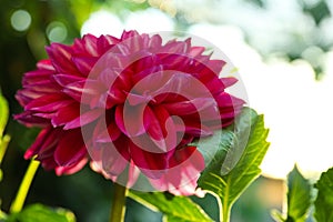 Beautiful blooming pink dahlia flower outdoors on sunny day, closeup