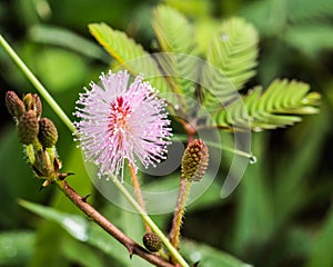 Beautiful blooming pink flower of sensitive plant or Mimosa pudica L., Thailand