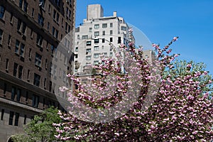 Beautiful Blooming Pink Flowering Tree along Park Avenue on the Upper East Side of New York City with Skyscrapers during Spring