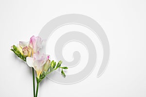 Beautiful blooming pink freesias on background, top view. Space for text