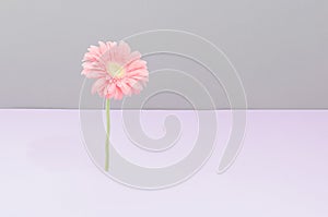 Beautiful blooming pink gerbera flower against pastel pink and gray background. Valentines or woman's day background design.