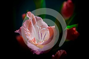 A Beautiful blooming pink Gladiolus flower