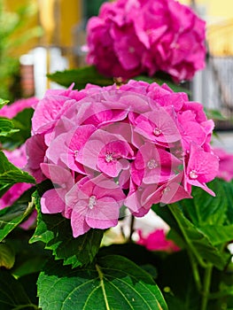 beautiful blooming pink hydrangea close up