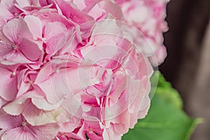 Beautiful blooming pink hydrangea flowers background