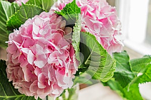 Beautiful blooming pink hydrangea flowers background