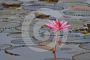 A beautiful blooming pink lotus in a countryside lake, Thale Noi Lake, Phatthalung, Thailand