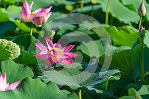 Beautiful blooming pink lotus flower plants in the pond