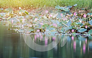 beautiful blooming of pink lotus in pool,lily water blossom,flower
