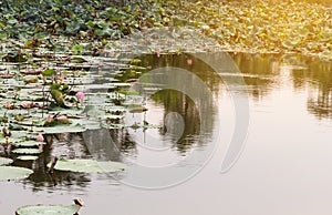 beautiful blooming of pink lotus in pool,lily water blossom,flower