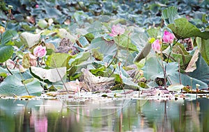 beautiful blooming of pink lotus in pool,lily water blossom,flower