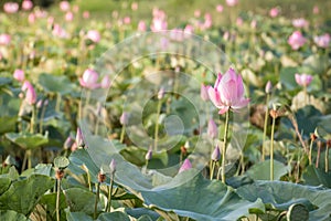 beautiful blooming of pink lotus in pool nature,lily water flower blossom